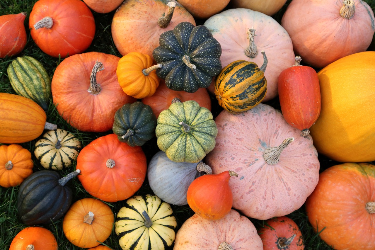Four DietitianApproved Reasons to Add More Pumpkin to Your Diet